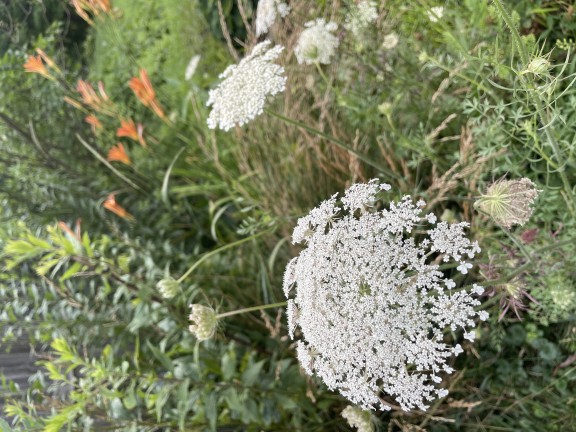 Queen Anne's Lace