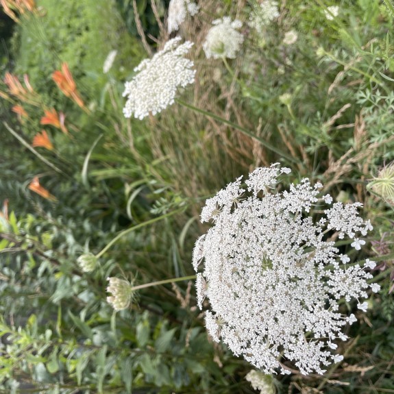 Queen Anne's Lace